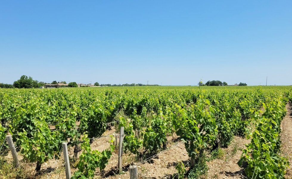 Vignoble Château Lilian-Ladouys